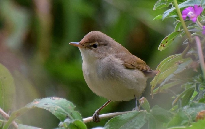 Диковинные птицы