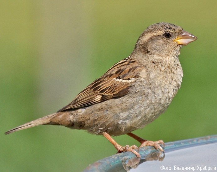 Маленькие птицы Ленинградской области