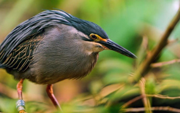 Птицы обитающие в лесу