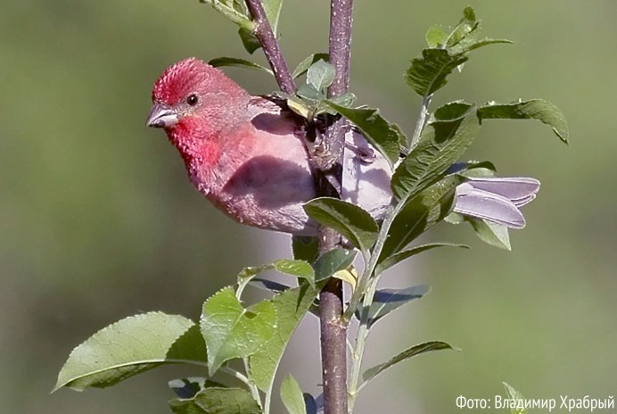 Буроголовая гаичка