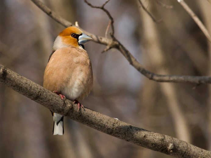 Соловей варакушка