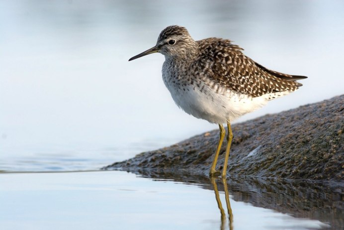 Птица пеночка теньковка