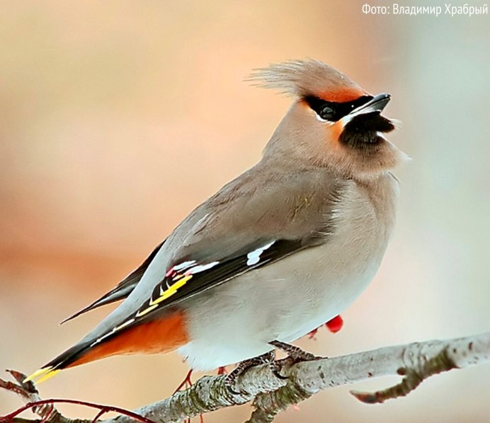 Орнитофауна Ленинградской области