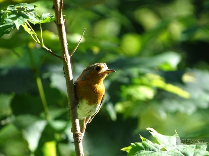 Белогрудый Дрозд