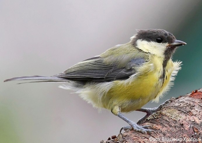 Орнитофауна Ленинградской области