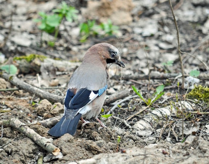 Птицы Ленинградской обл.