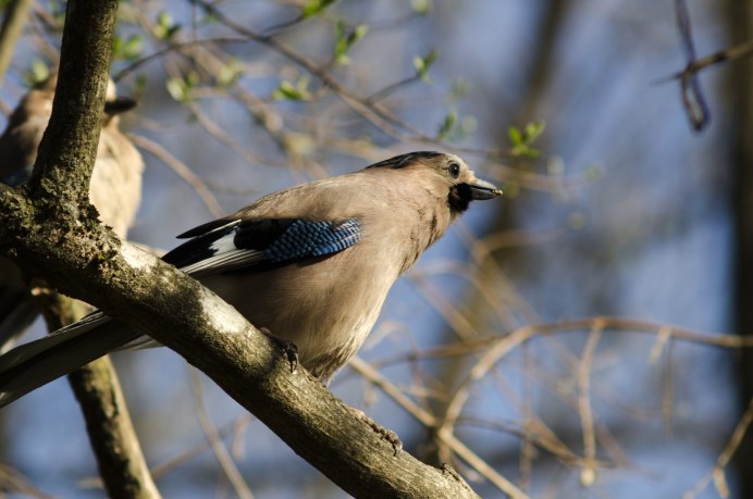 Лесные птицы Ленинградской