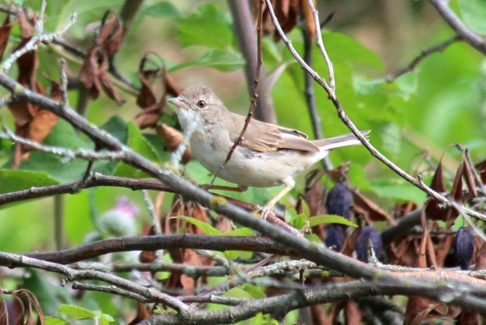 Зунзинито птичка