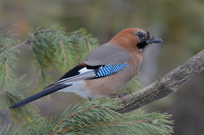 Отряд Ракшеобразные