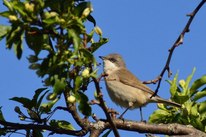 Певчие птички Поволжья