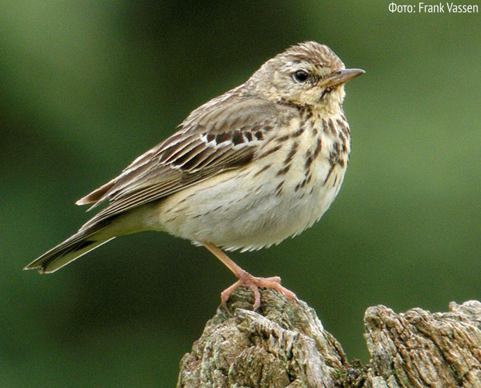 Птица с красным хвостом в России