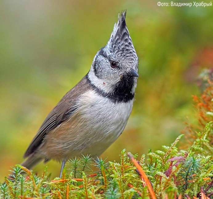 Болотные птицы Ленинградской