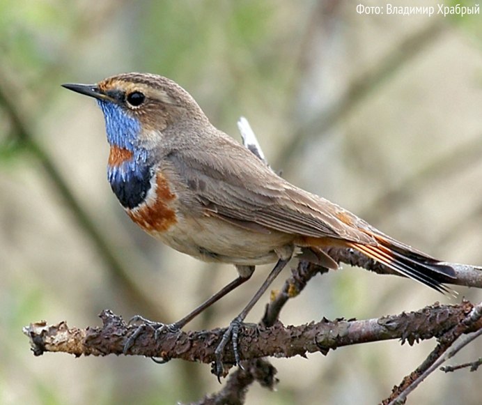 Среднерусская варакушка
