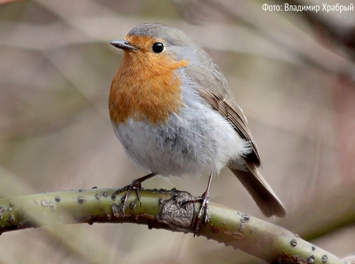 Птица Сойка Крымская