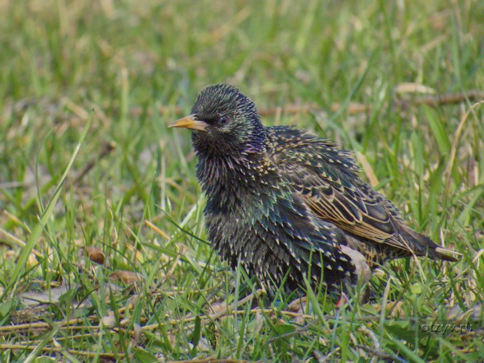 Стайные птицы Ленинградской области