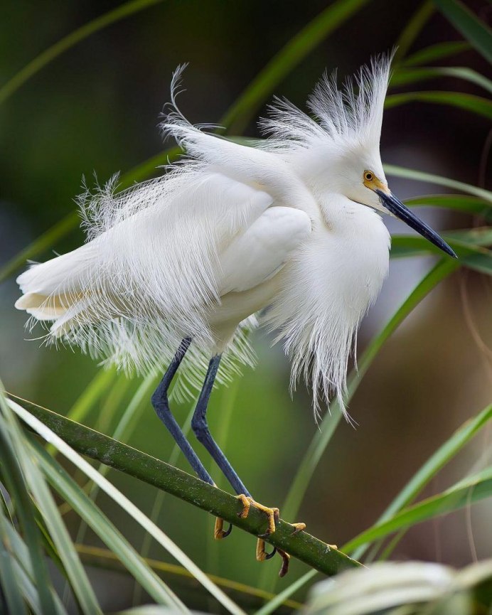 Усатая синица