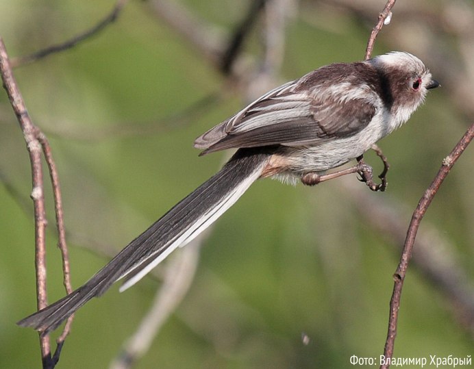 Черноклюв птица
