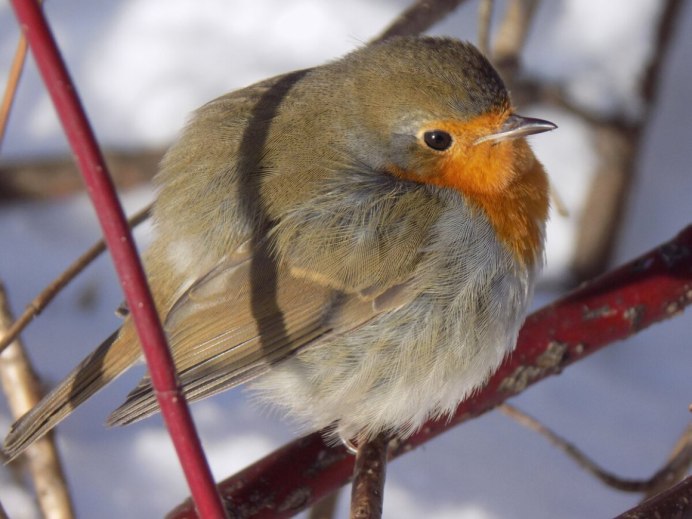 Сосновая Сойка