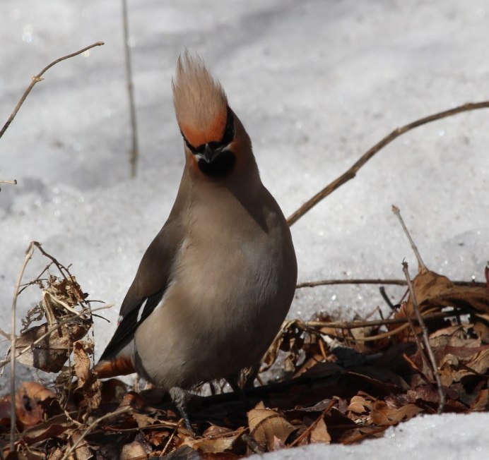 Синицы Ленинградской области
