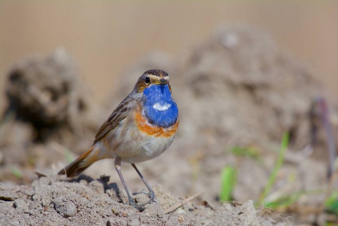 Птица усатая синица