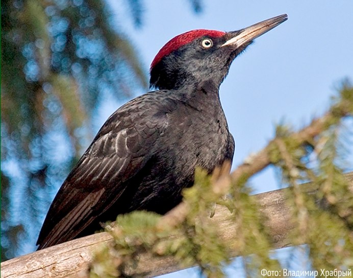 Птица с мощным клювом