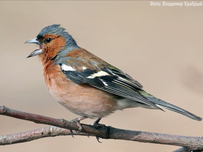 Лесная Сойка Карелия