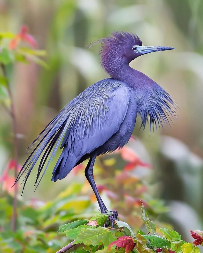 Красивые птицы