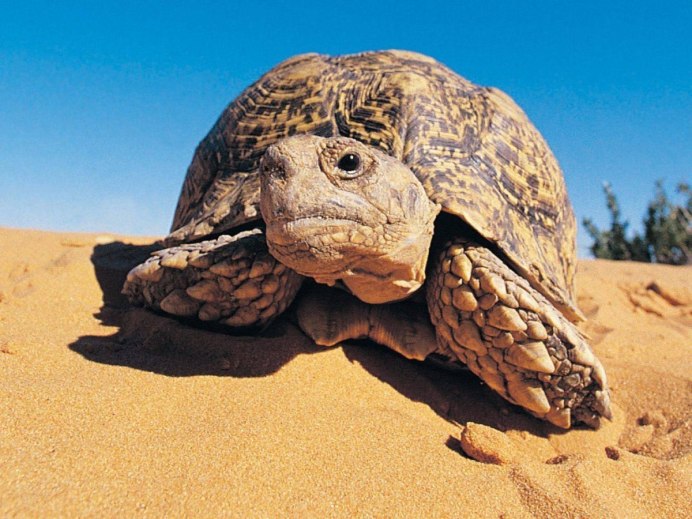 Lissemys punctata
