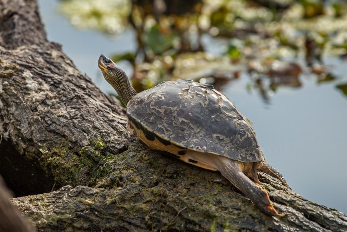 Золотой камуфляж Tortoise