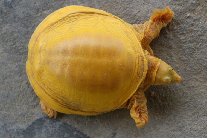 Flapshell Turtle