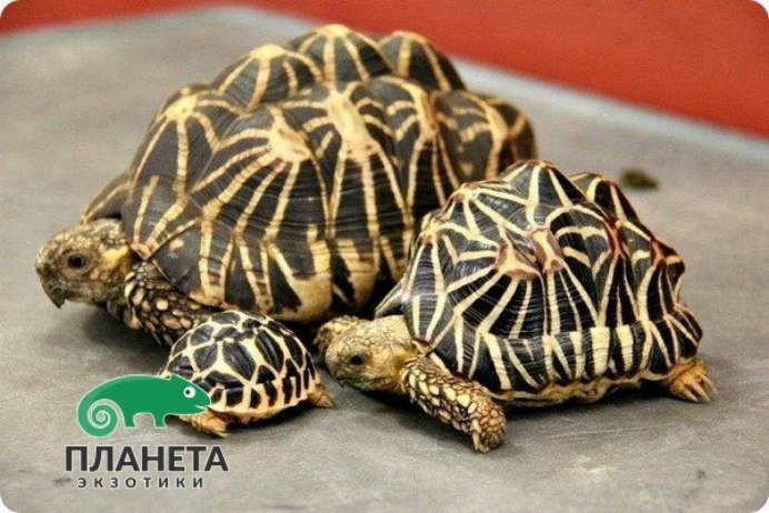 Geochelone elegans