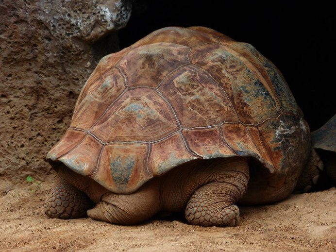 Angonoca Tortoise