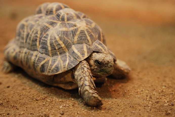 Geochelone elegans