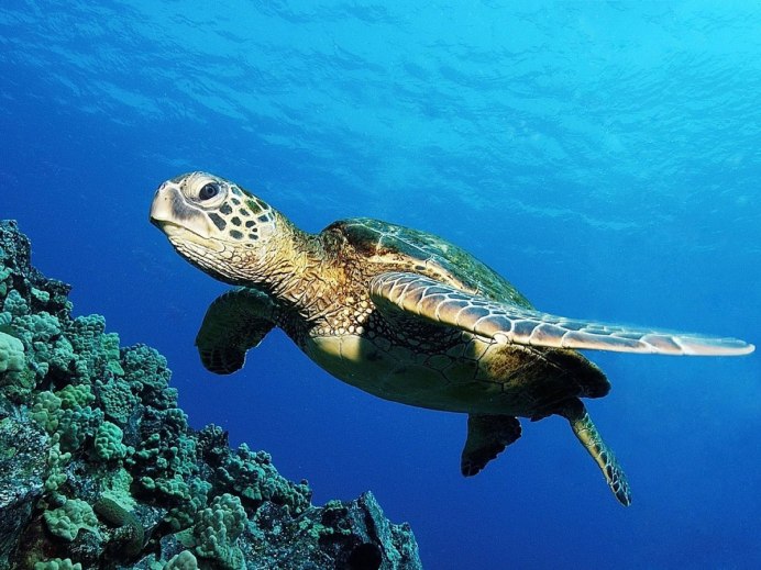 Geochelone Platynota