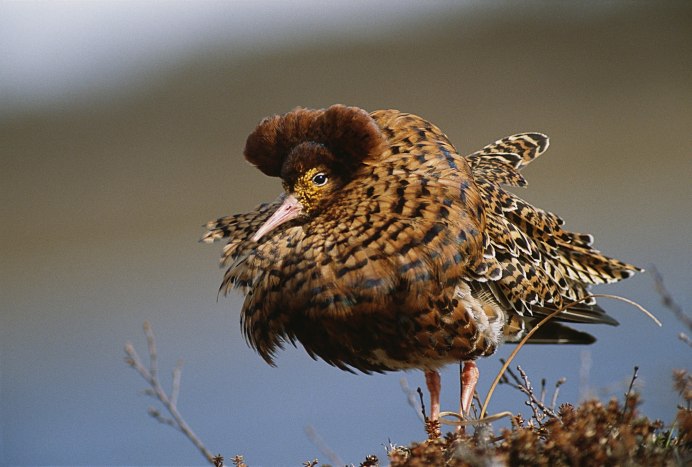 Tetraogallus altaicus