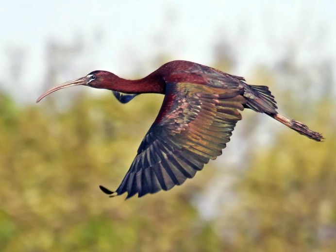 Acridotheres ginginianus