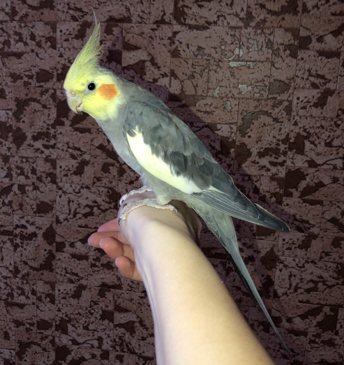 Корелла спаривание