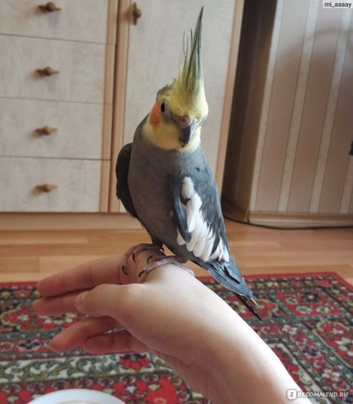 Желтый лютино корелла