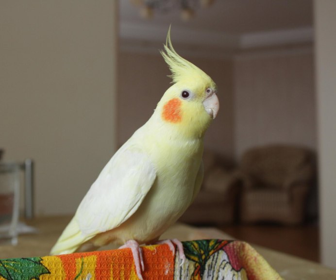 Корелла Коннект