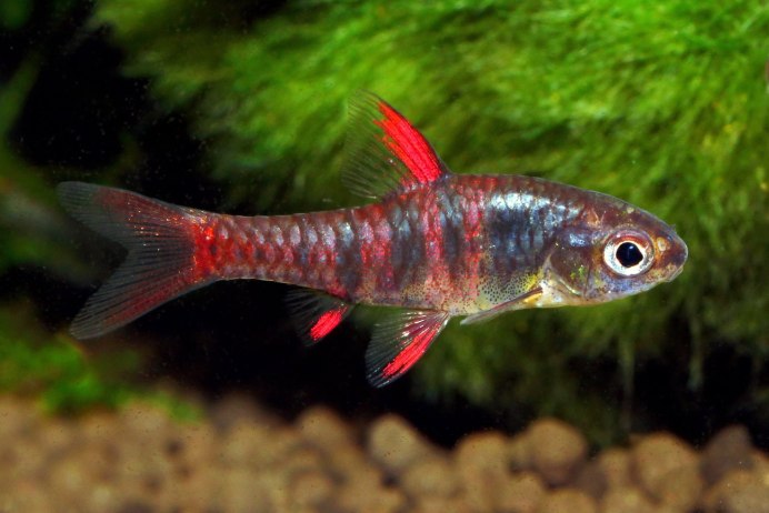 Карбюратор leader pz19jb