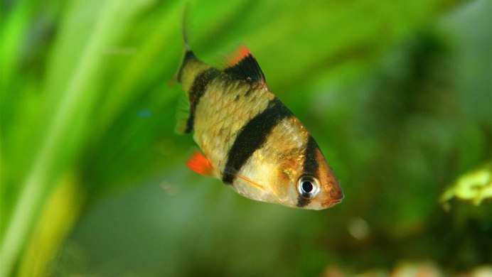 Барбус Кардинал