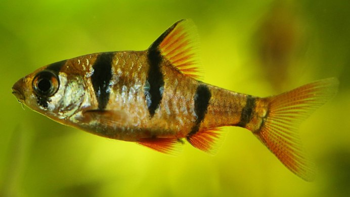 Барбус Тамирабарани (дикий)