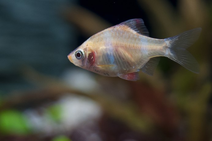 Барбус суматранский вуалевый