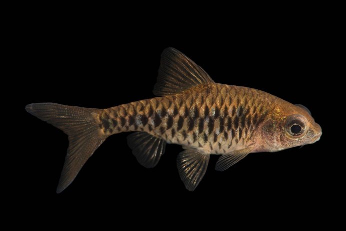 Аквариумные рыбки Барбус суматранский