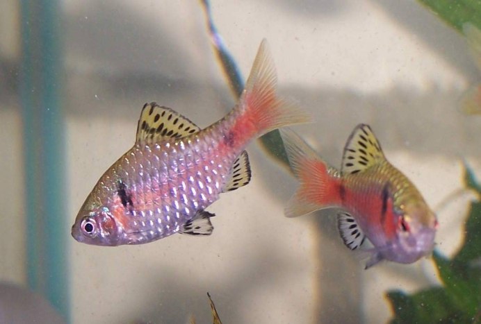 Барбус барилоидес