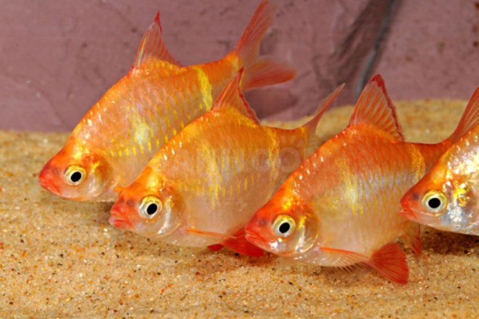 Барбус семиполосный