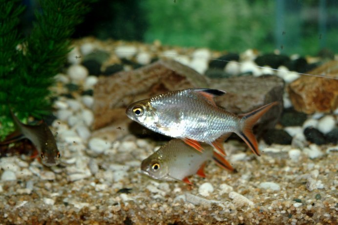 Барбус суматранский вуалевый