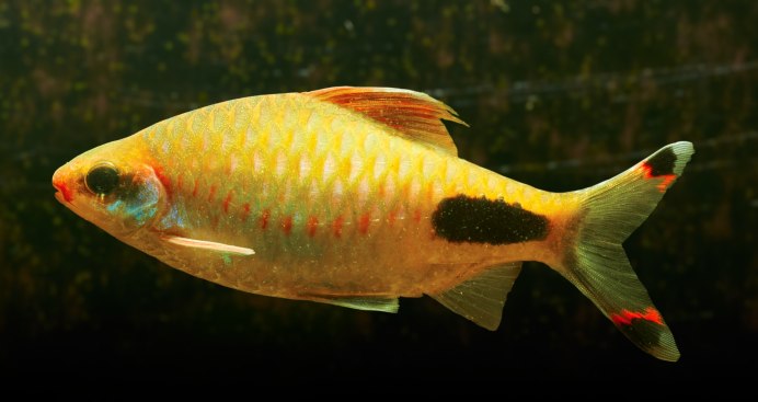 Барбус ассимилис