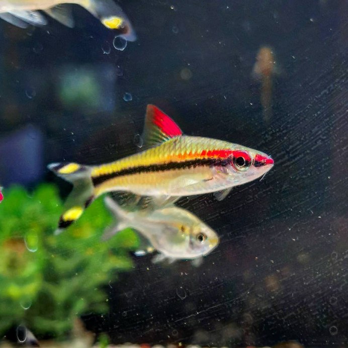 Барбус денисони