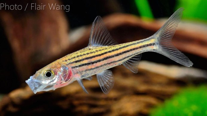 Барбус лещевидный альбинос